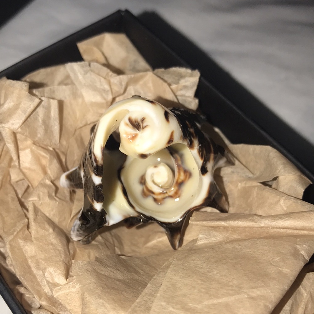 Authentic Sea Shell Ring - image 7